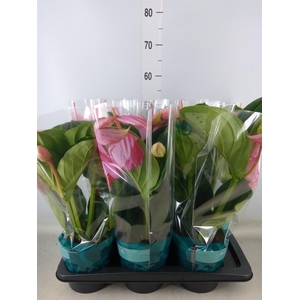 Medinilla magn. 'Flamenco'