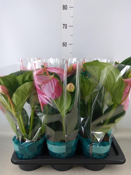 <h4>Medinilla magn. 'Flamenco'</h4>