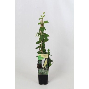 Lonicera 'Halls prolifc'