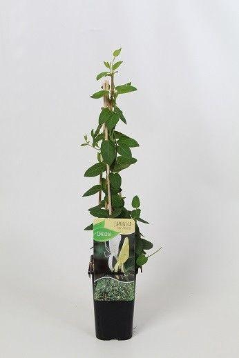 <h4>Lonicera 'Halls prolifc'</h4>