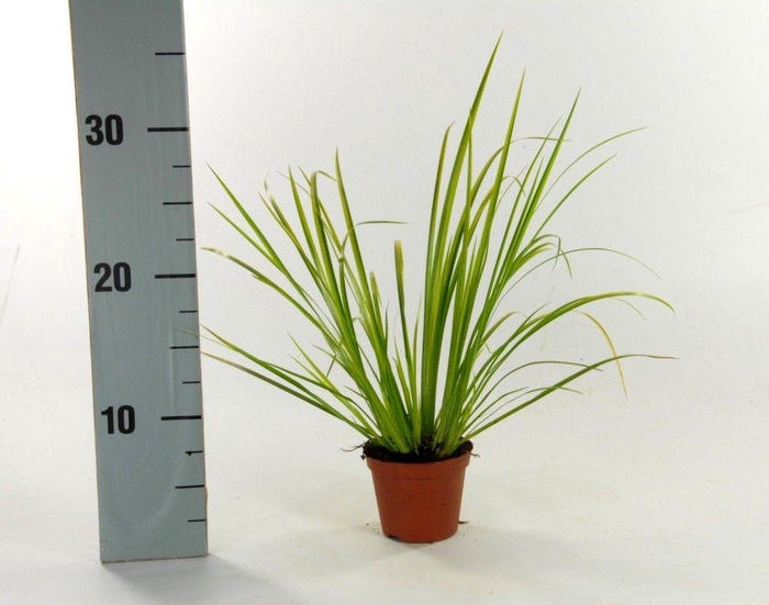 <h4>Acorus Ogon p8</h4>