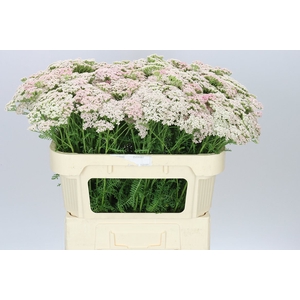 Achillea Pink Floyd
