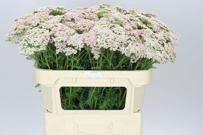 <h4>Achillea Pink Floyd</h4>