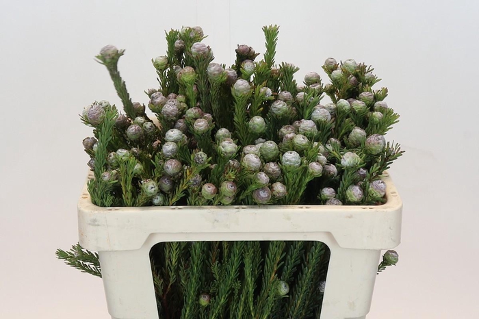 <h4>Kaaps Groen Tortum</h4>