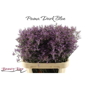 LIM PIUMA DARK BLUE