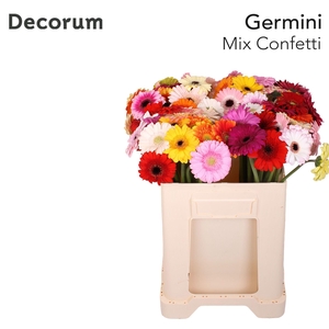Germini Mix Confetti Water