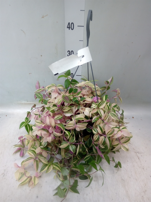 <h4>Tradescantia flum.</h4>