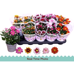 CHRYS GEM 2 KL BLOEM