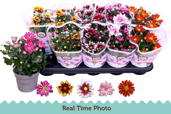 <h4>CHRYS GEM 2 KL BLOEM</h4>