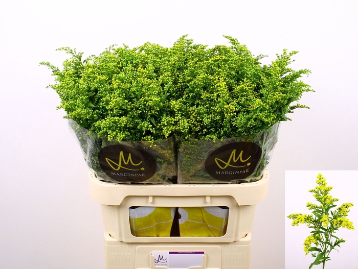 <h4>SOLIDAGO  'CARZAN GLORY'</h4>