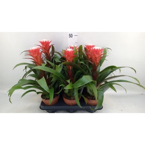 Guzmania  'Hope'