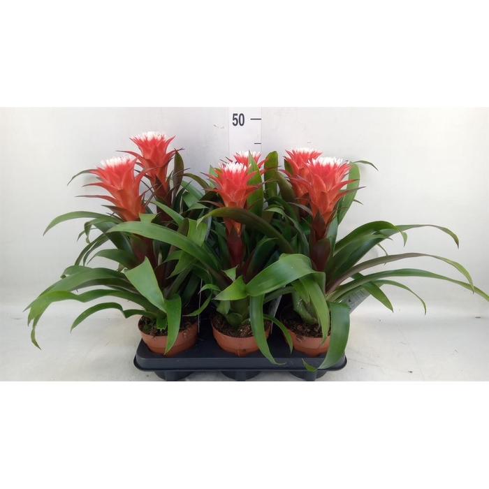 <h4>Guzmania  'Hope'</h4>