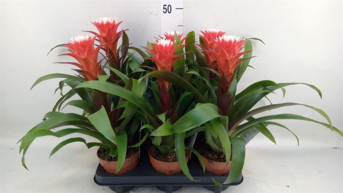 Guzmania  'Hope'