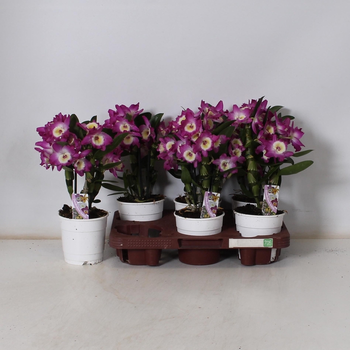 <h4>DEND NOBILE</h4>