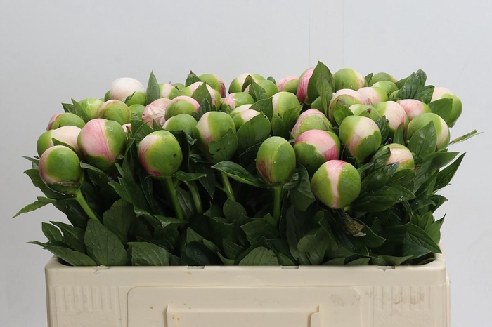 Paeonia Colonel Owen Cousins