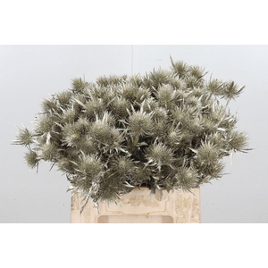 Eryn Magnetar Kl Bh Platina