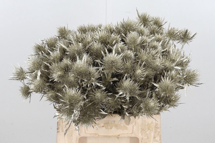 <h4>Eryn Magnetar Kl Bh Platina</h4>