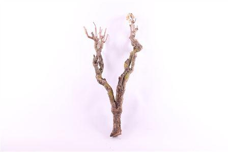 <h4>SERINGEN HOUT</h4>