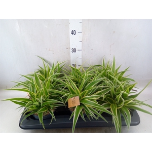 Chlorophytum com. 'Ocean'