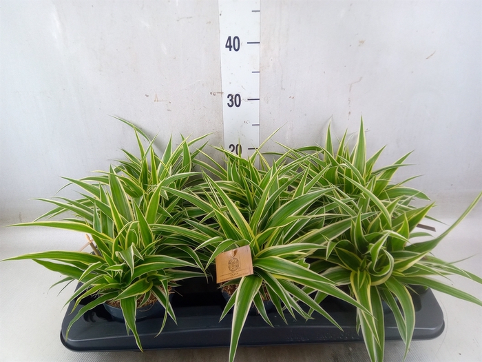 <h4>Chlorophytum com. 'Ocean'</h4>