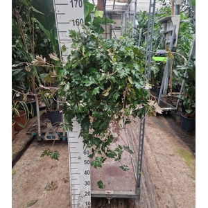 Cissus rhombifolia 'Ellen Danica'