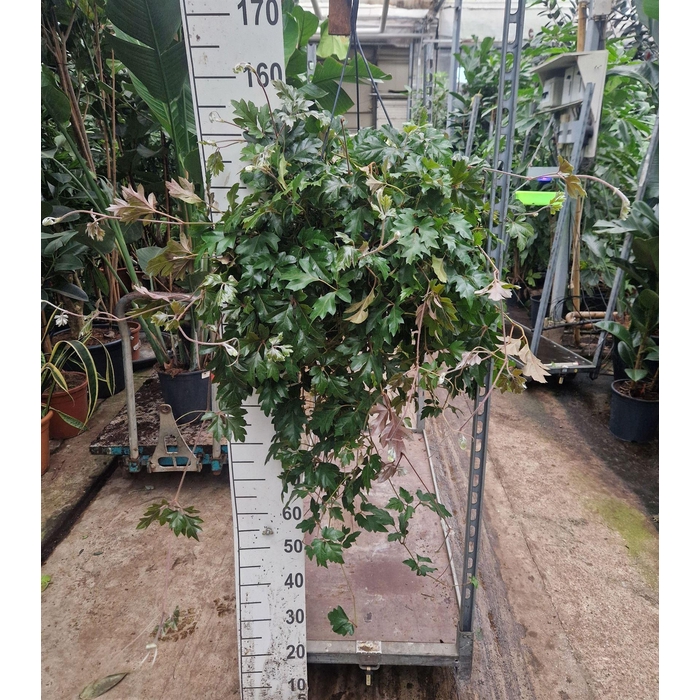 <h4>Cissus rhombifolia 'Ellen Danica'</h4>