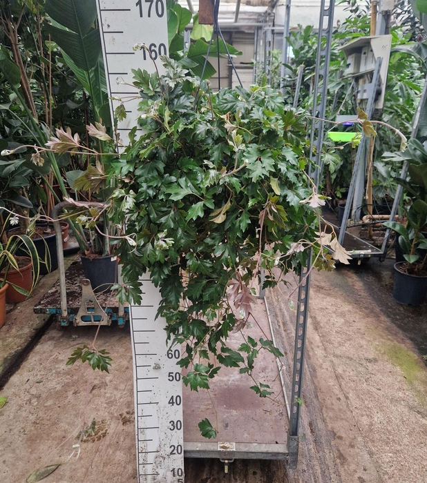 <h4>Cissus rhombifolia 'Ellen Danica'</h4>