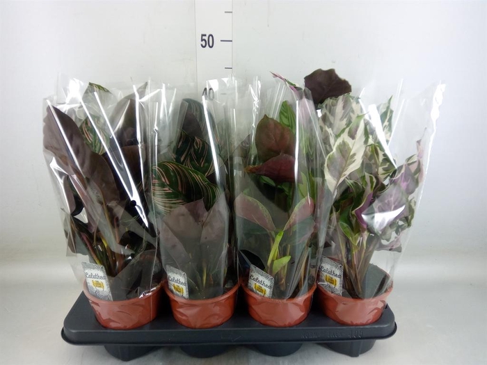 <h4>Calathea ...mix 3</h4>