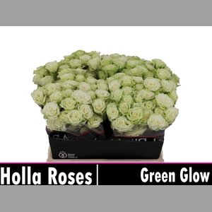 R TR GREEN GLOW