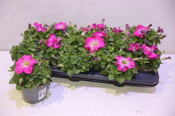 <h4>arr8 Pet Ov Pink</h4>