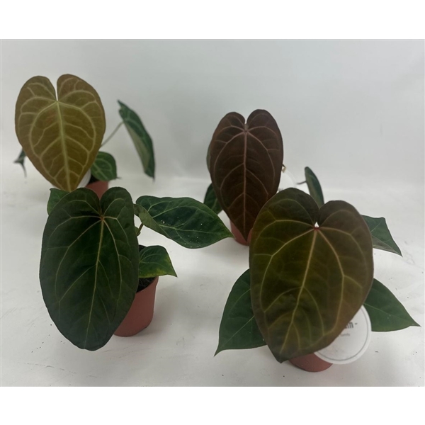 <h4>Anthurium Mix Hybrid</h4>