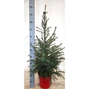 PICEA OMORIKA