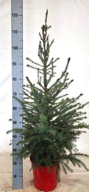 <h4>PICEA OMORIKA</h4>