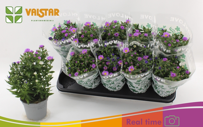 <h4>ASTER NB OV</h4>