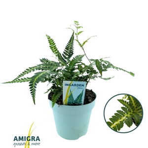 Arachnoides aristata ‘Variegata’