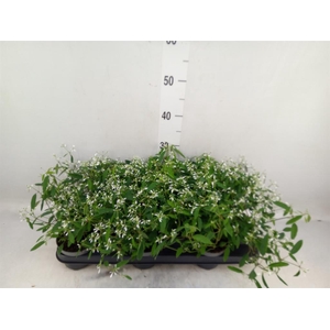 Euphorbia  'Loreen Compact White'