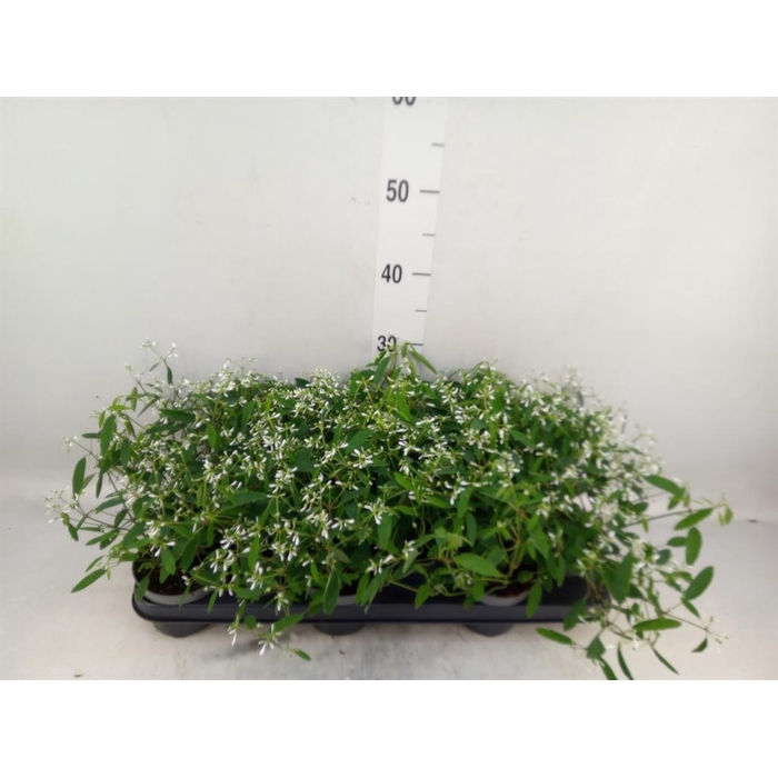 <h4>Euphorbia  'Loreen Compact White'</h4>