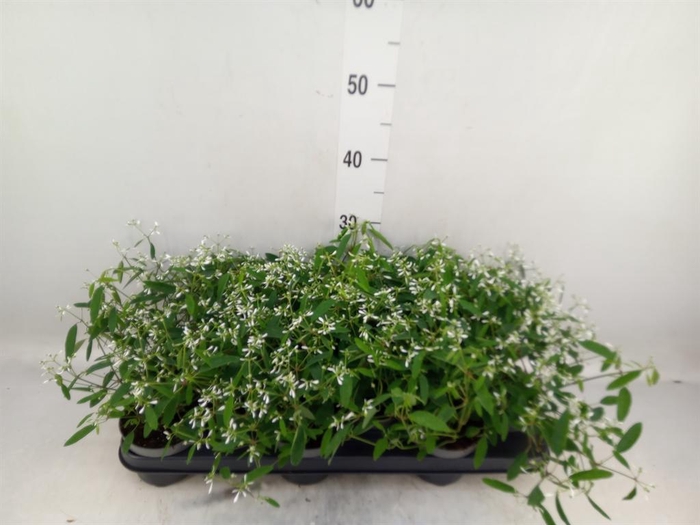 <h4>Euphorbia  'Loreen Compact White'</h4>