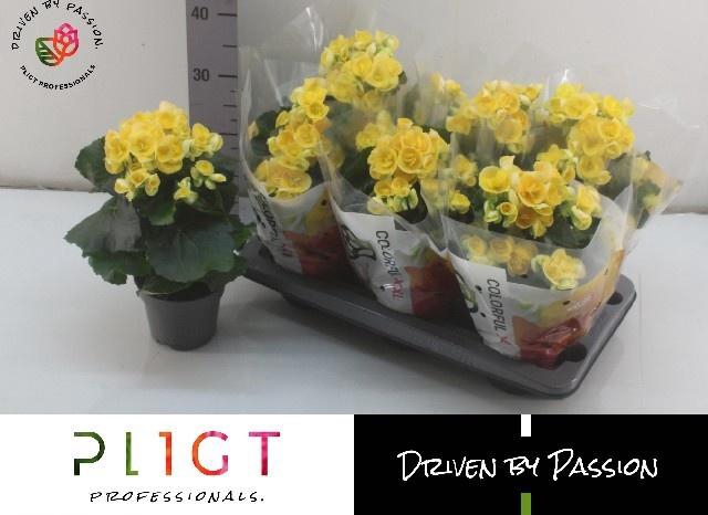 <h4>BEG HL NADINE</h4>