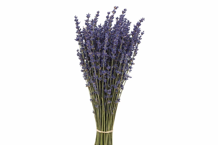 <h4>Dried Lavendel Super Blue 100gram Bunch</h4>