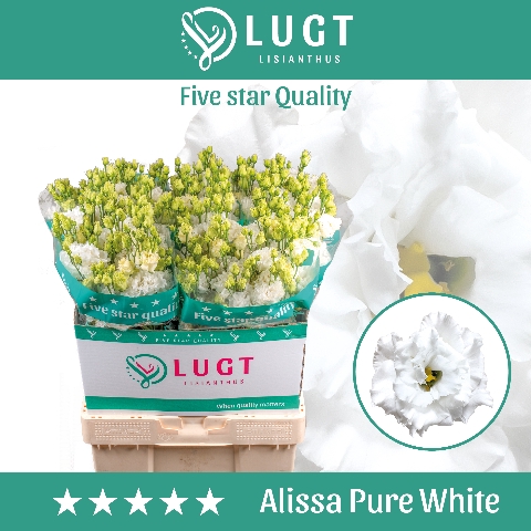 Lisianthus Alissa Pure White