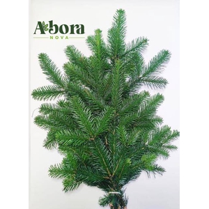 ABIES NORDMAN BUND