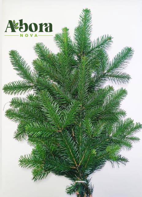 <h4>ABIES NORDMAN BUND</h4>