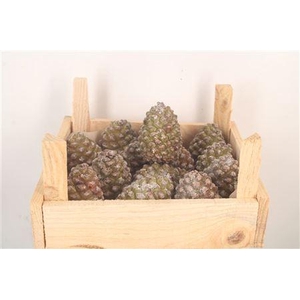 Pinea Fresh Middle X16