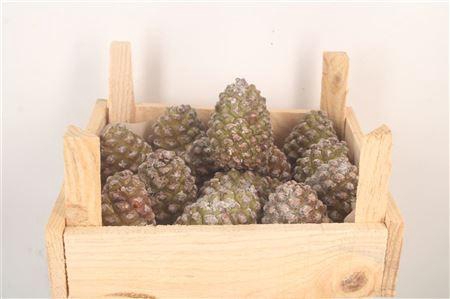 <h4>Pinea Fresh Middle X16</h4>