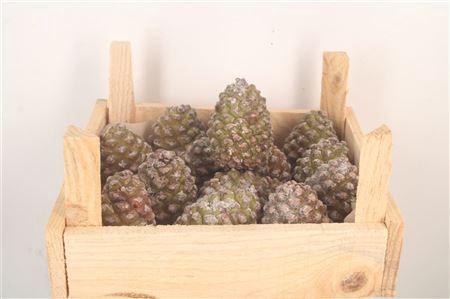 <h4>Pinea Fresh Middle X16</h4>