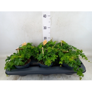 Parthenocissus  'Sugar Vine'