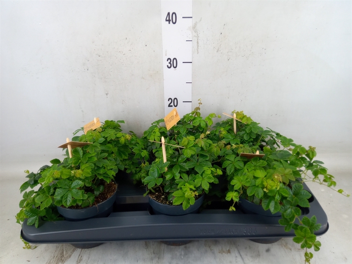 <h4>Parthenocissus  'Sugar Vine'</h4>