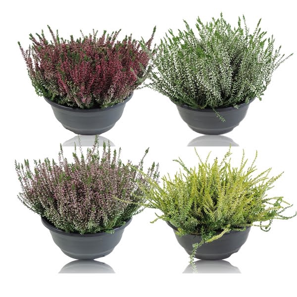 <h4>Calluna Garden Girls in Schaal 23 cm Gemengd</h4>