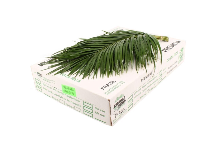 <h4>Phoenix 60cm</h4>